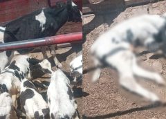 POLICÍA ESTATAL DETIENE EN GÓMEZ PALACIO A INDIVIDUO QUE TRANSPORTABA GANADO DE MANERA ILEGAL